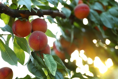 Fresh ripe peaches on tree in garden