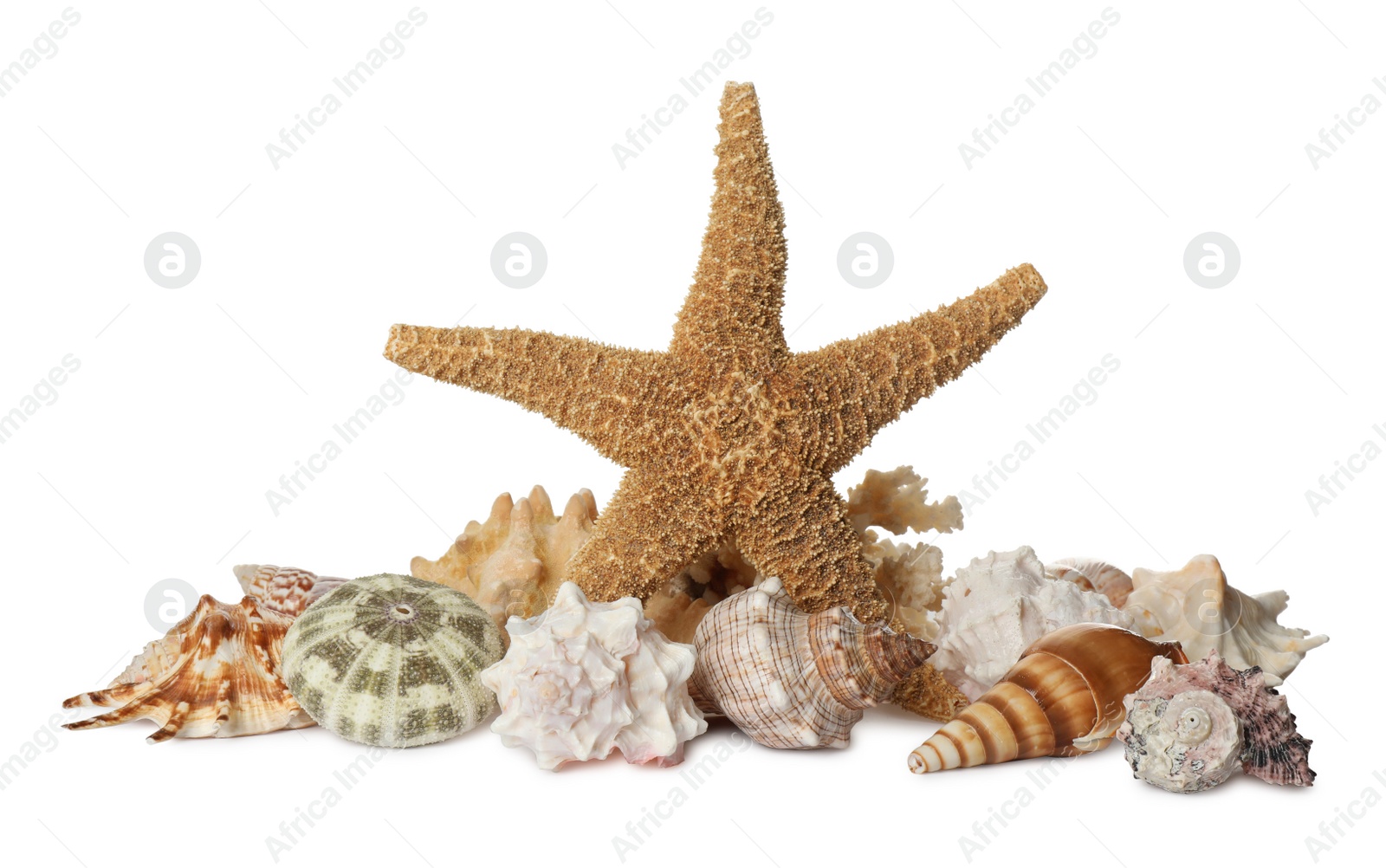 Photo of Beautiful starfish, coral and sea shells on white background