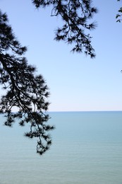 Photo of Beautiful view of tree branches and calm sea under blue sky