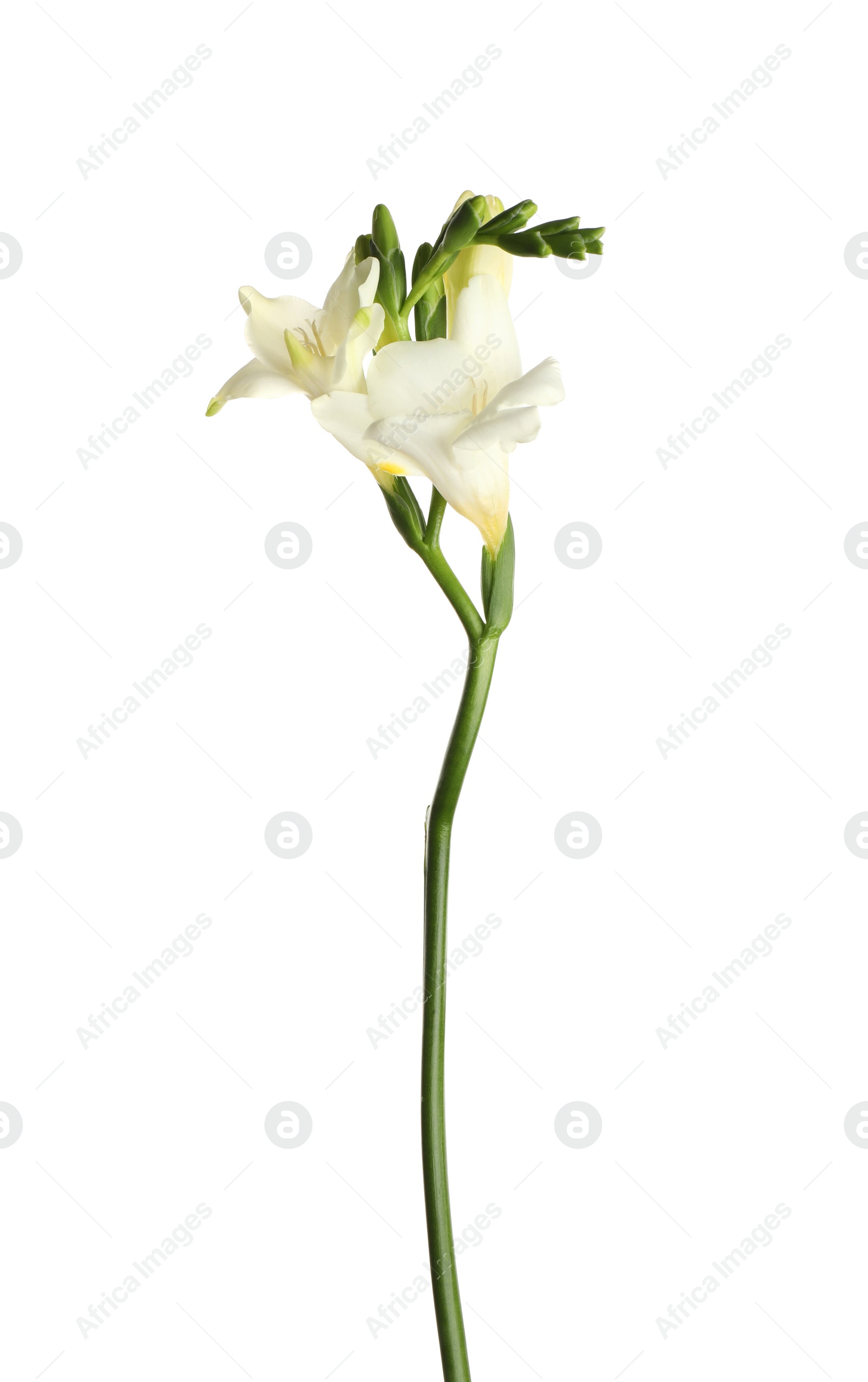 Photo of Beautiful blooming freesia flower isolated on white