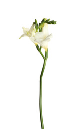 Beautiful blooming freesia flower isolated on white