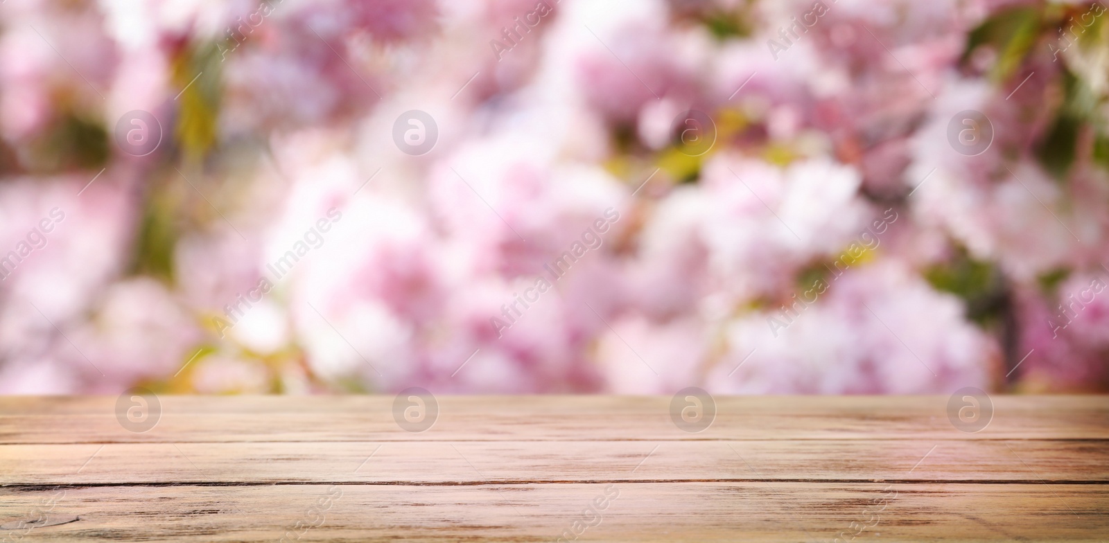 Image of Empty wooden surface and beautiful blossoming sakura tree on background. Banner design