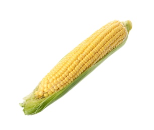 Photo of Ripe corn cob with husk isolated on white