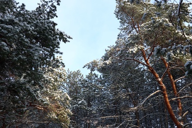 Picturesque view of beautiful forest covered with snow