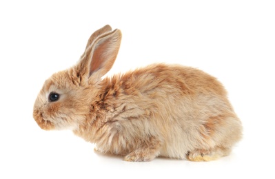 Adorable furry Easter bunny on white background