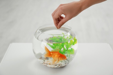 Photo of Woman feeding beautiful goldfish at table, closeup