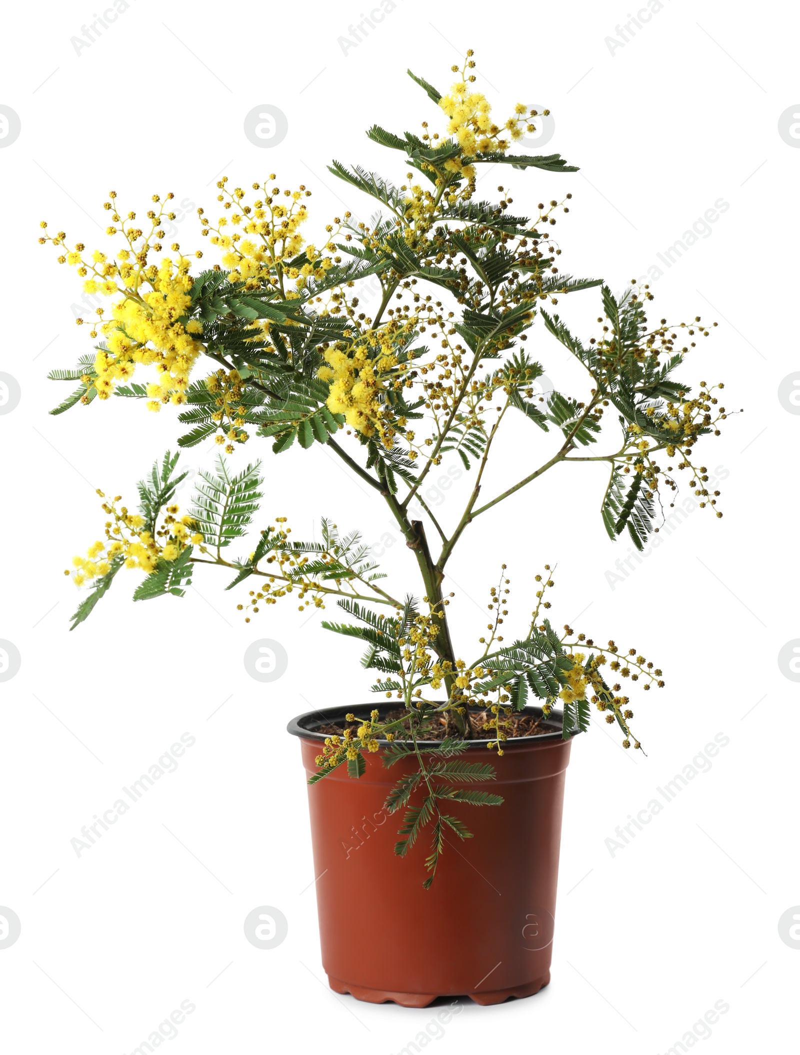 Photo of Beautiful mimosa plant in pot on white background