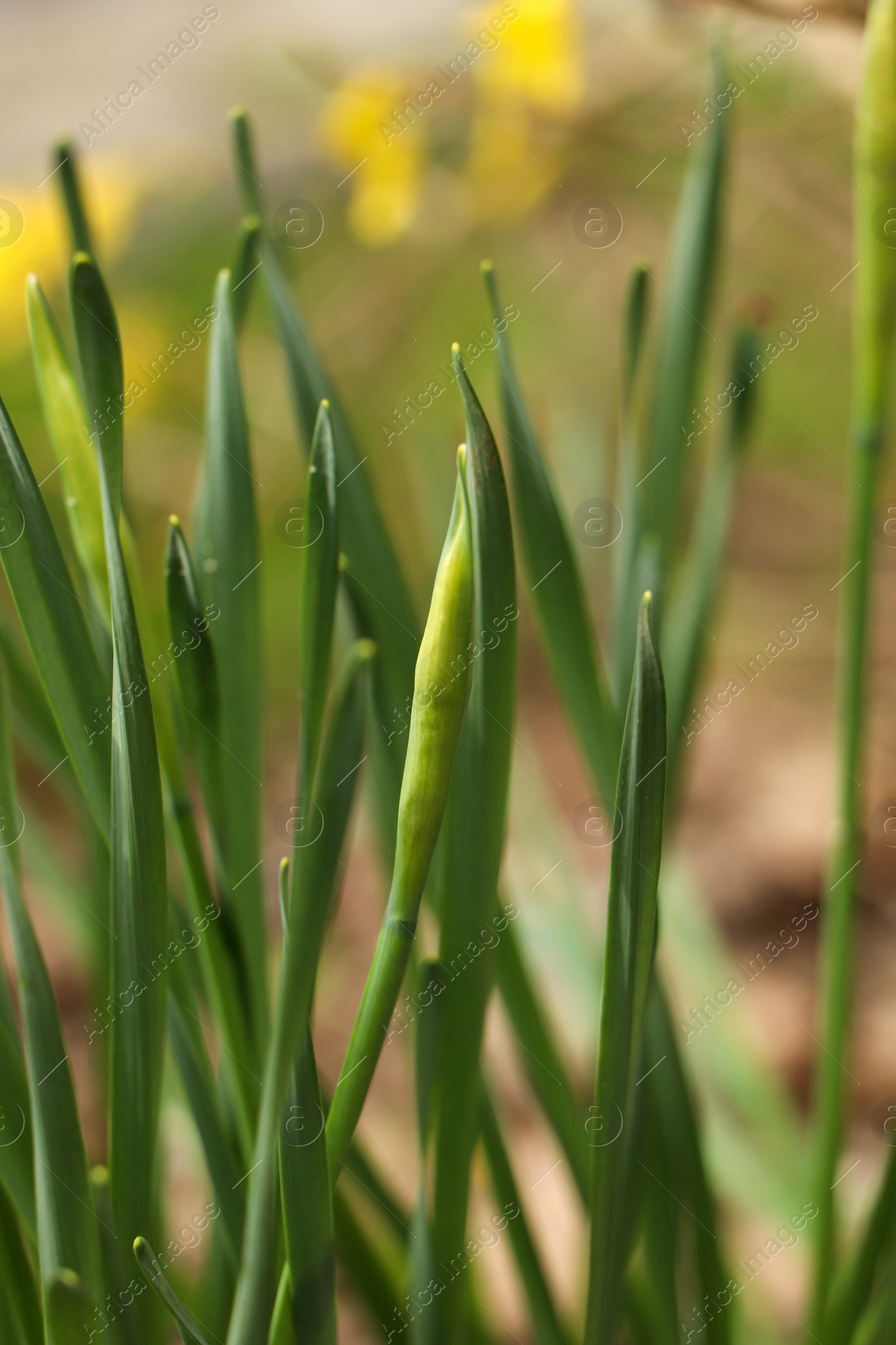 Photo of Daffodil plants growing in garden, closeup. Spring flowers