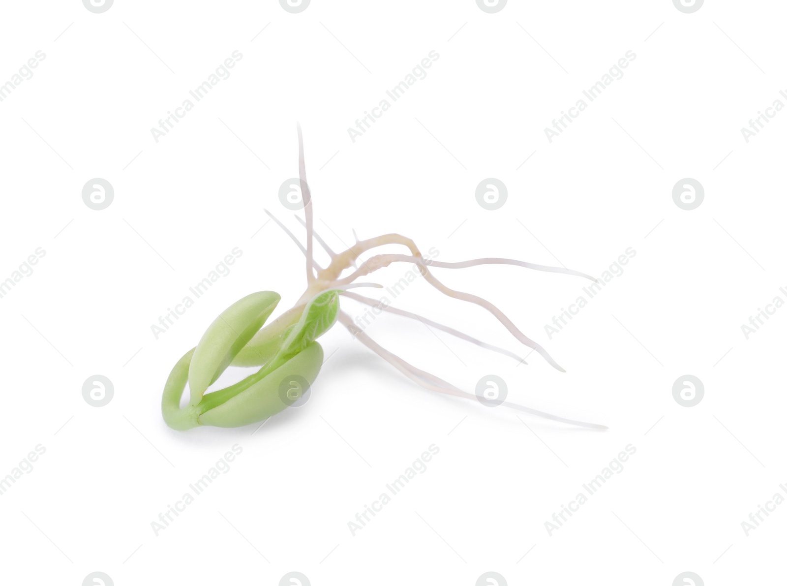 Photo of One sprouted kidney bean isolated on white