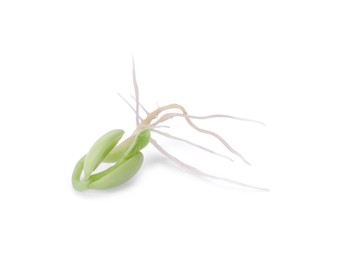 Photo of One sprouted kidney bean isolated on white