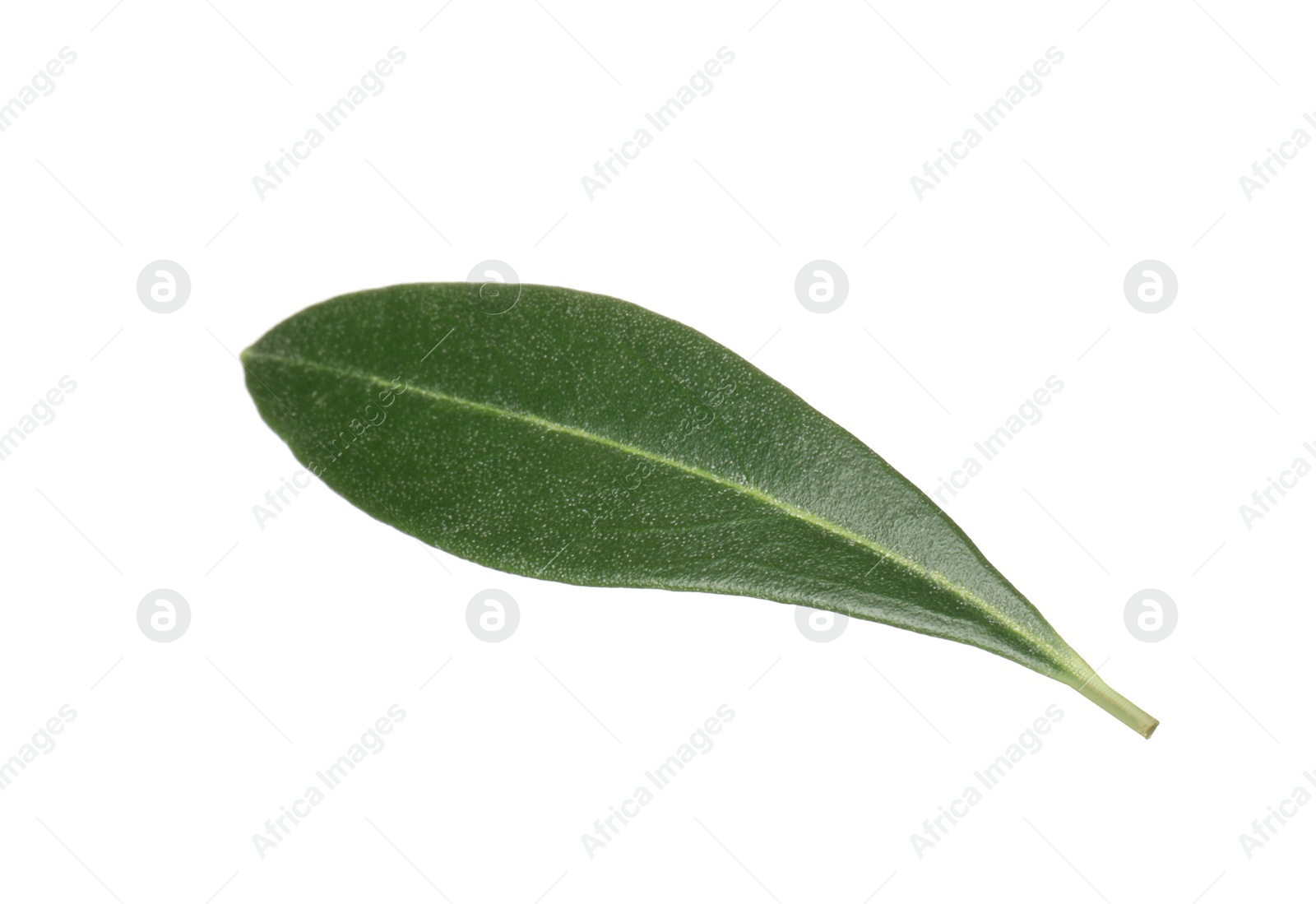 Photo of Fresh green olive leaf isolated on white