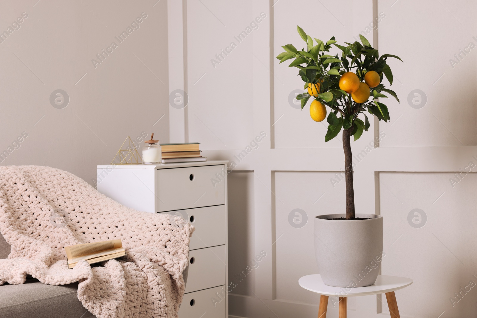 Photo of Idea for minimalist interior design. Small potted lemon tree with fruits on table in living room