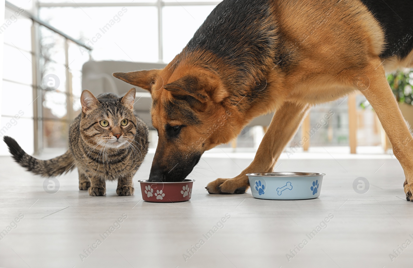 Photo of Dog stealing food from cat's bowl on floor indoors. Funny friends