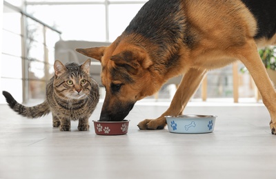 Photo of Dog stealing food from cat's bowl on floor indoors. Funny friends