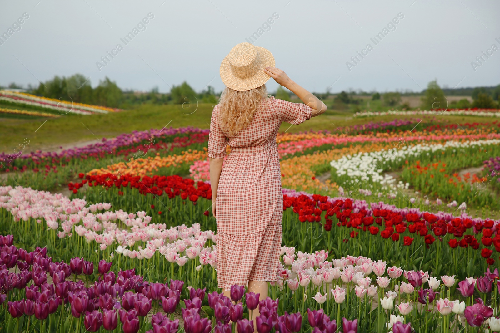 Photo of Woman in beautiful tulip field, back view