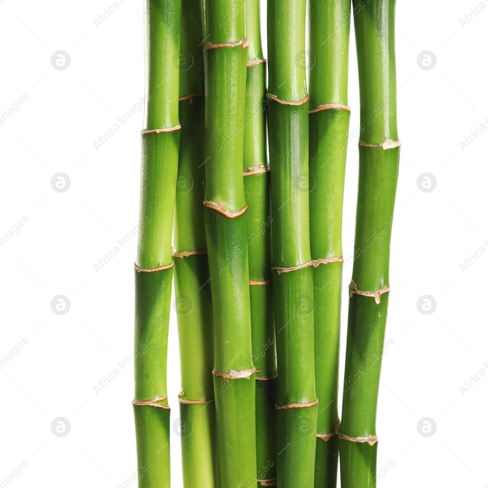 Photo of Beautiful green bamboo stems on white background