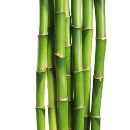 Beautiful green bamboo stems on white background