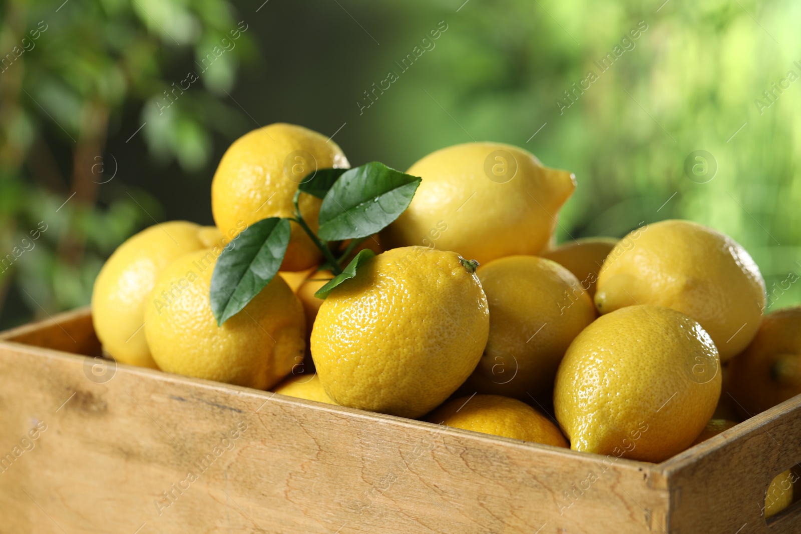 Photo of Fresh lemons in wooden crate against blurred background, closeup