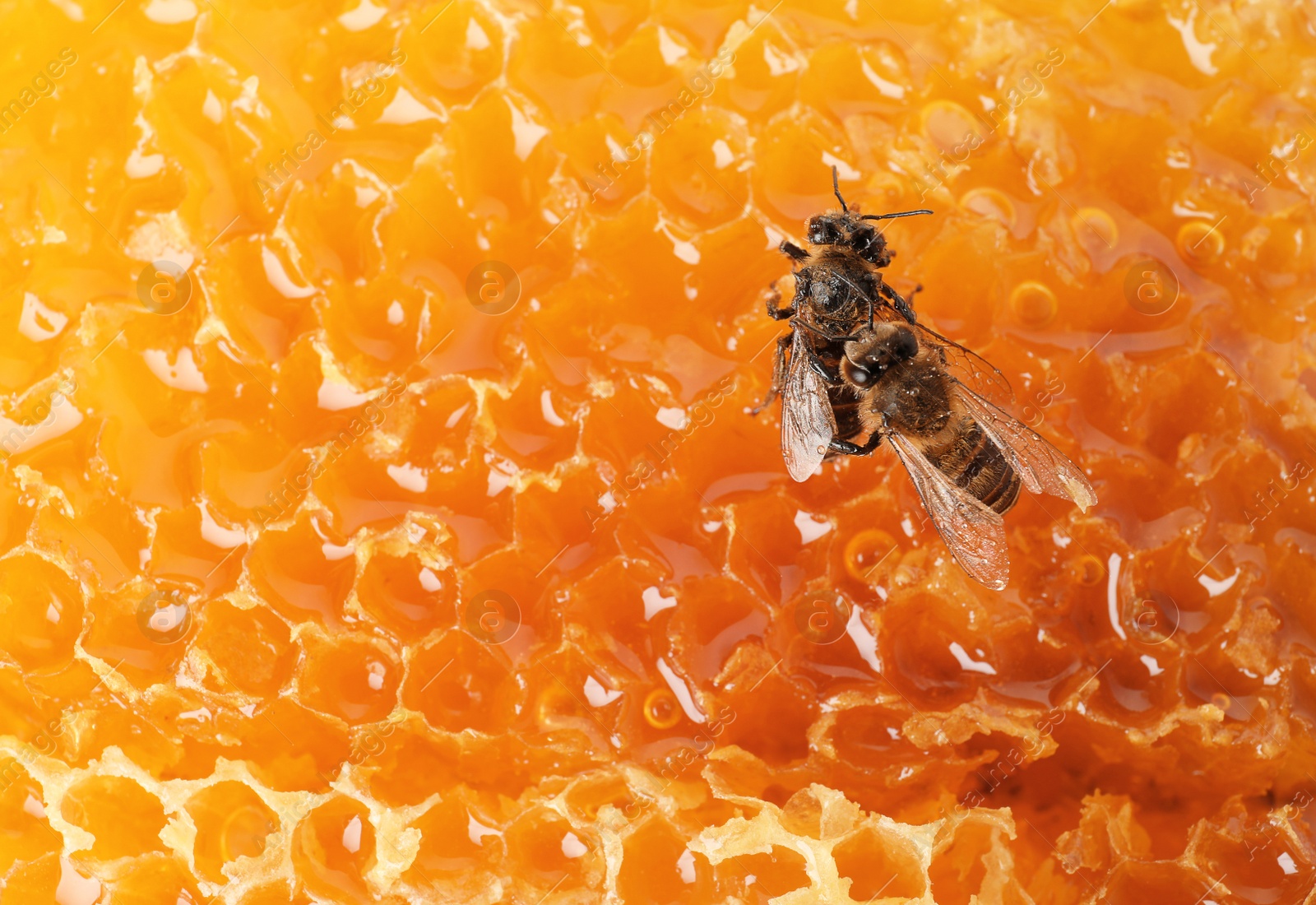 Photo of Beautiful bees on honeycomb, closeup. Domesticated insects