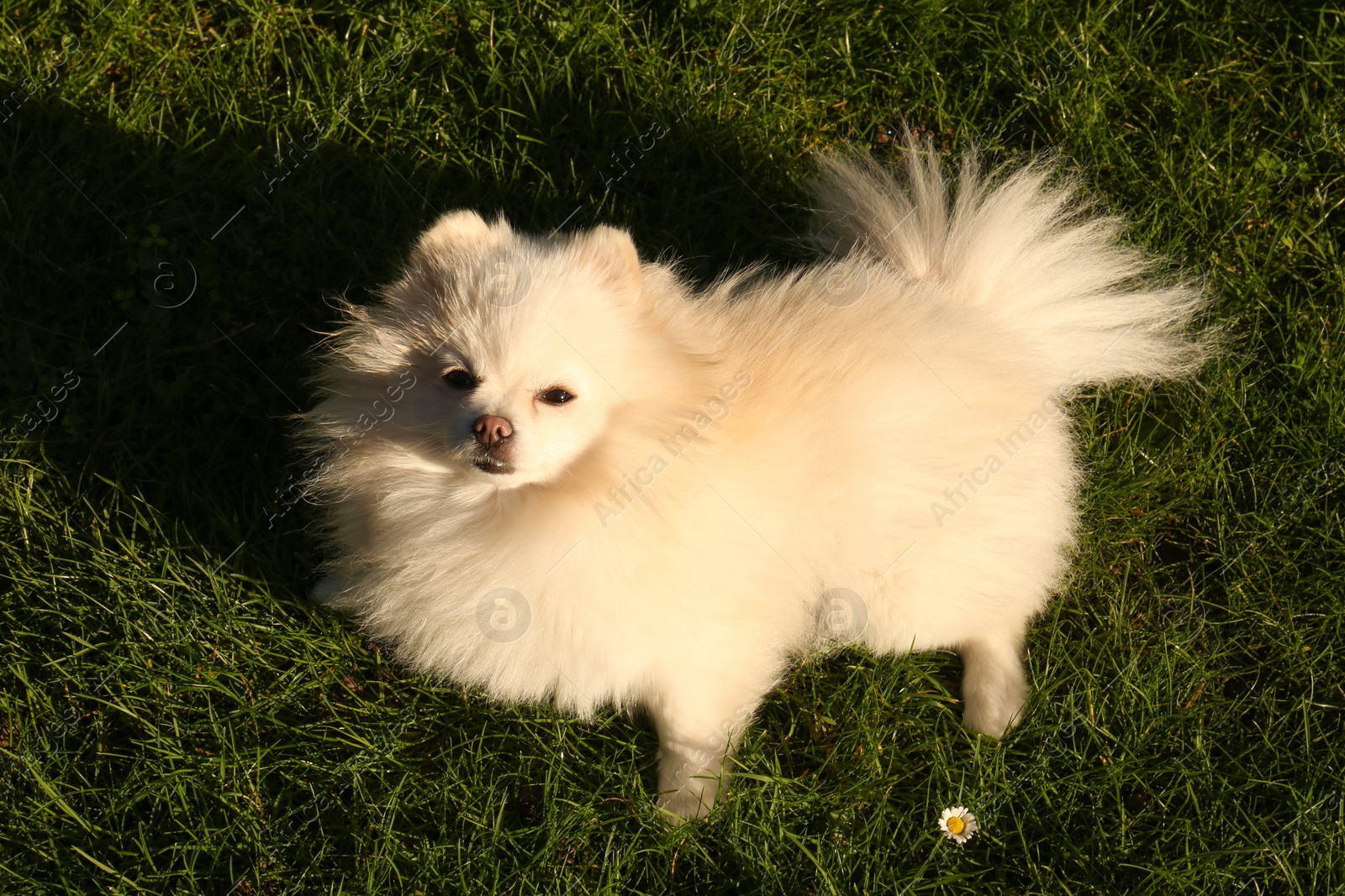 Photo of Cute fluffy Pomeranian dog on green grass outdoors, above view. Lovely pet