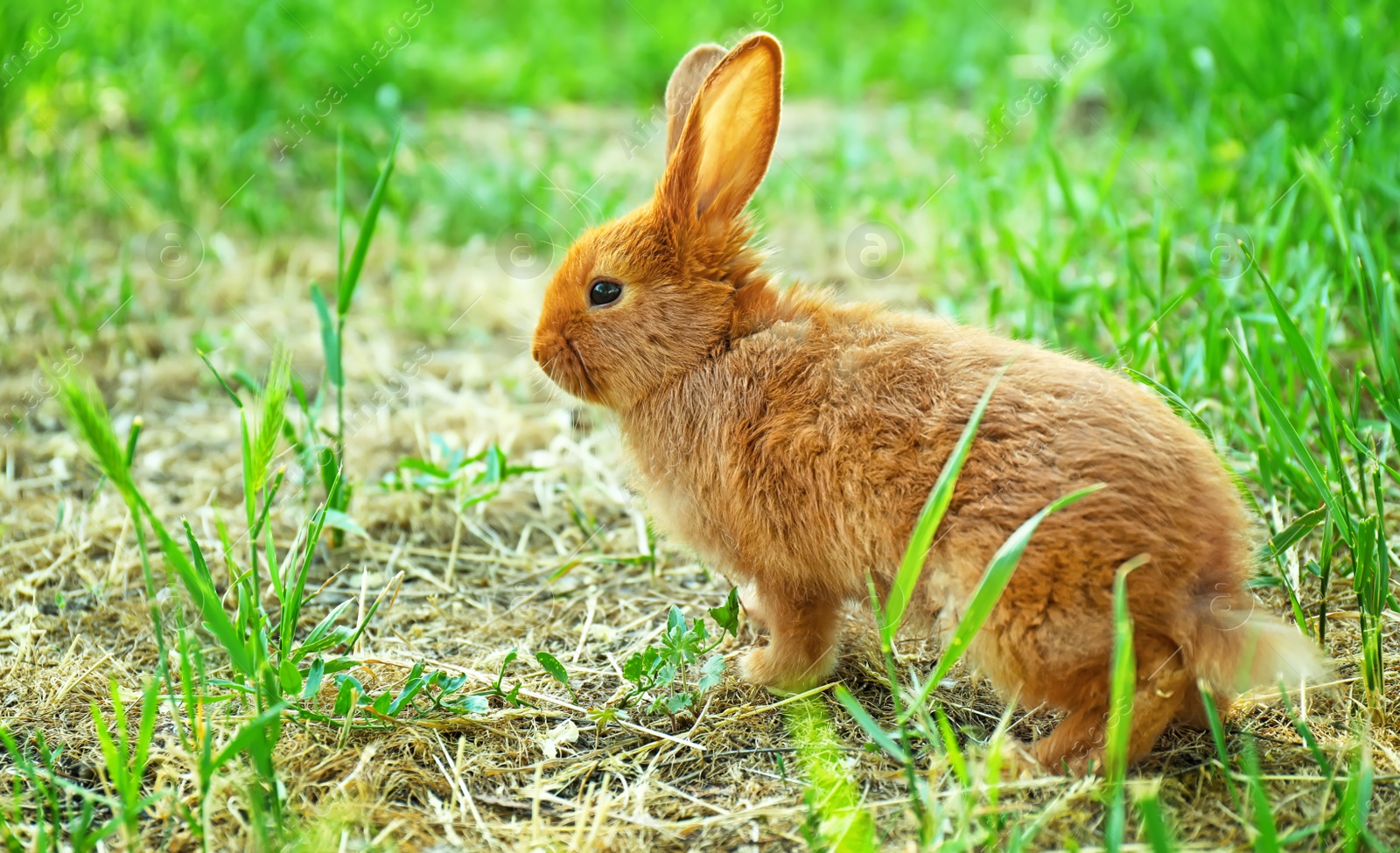 Photo of Cute red bunny among green grass, outdoors