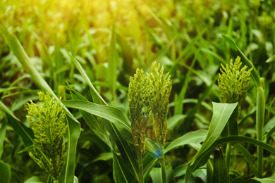 Sunlit corn field, closeup view. Organic farming