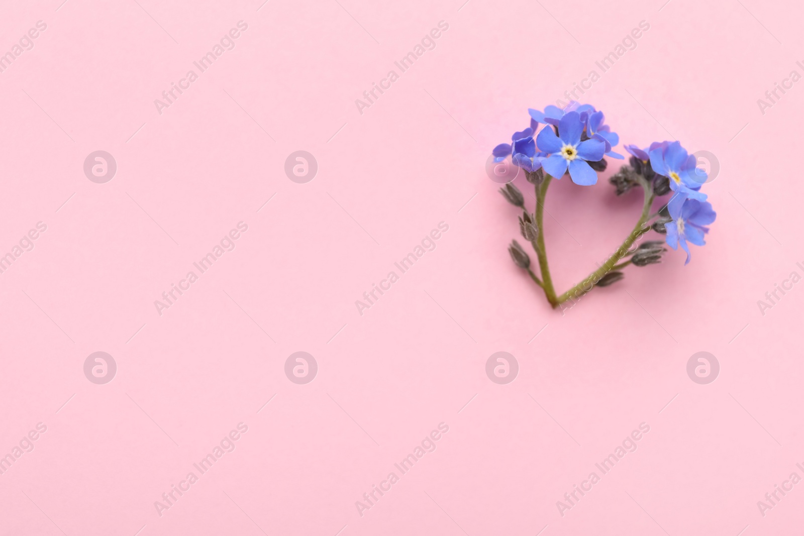 Photo of Heart of beautiful blue forget-me-not flowers on pink background, flat lay. Space for text