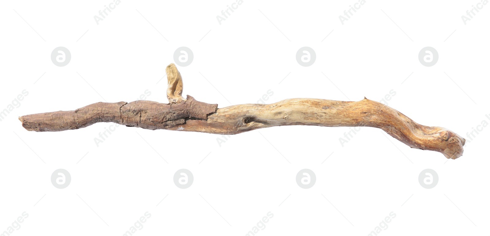 Photo of Old dry tree branch isolated on white, top view