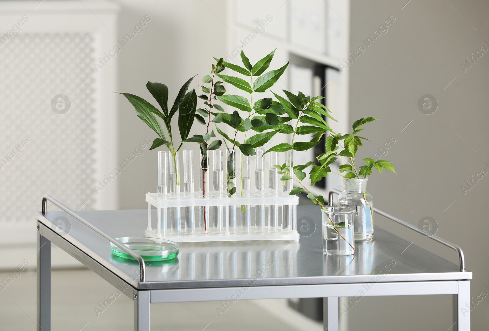 Photo of Test tubes with liquid and plants on metal table in laboratory