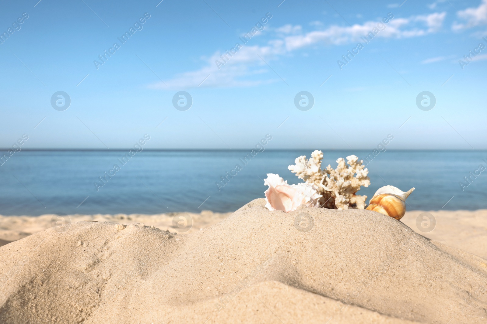 Photo of Sandy beach with beautiful coral and shells near sea. Space for text
