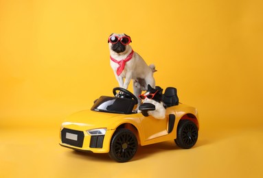 Photo of Funny pug dog and cat with sunglasses in toy car on yellow background