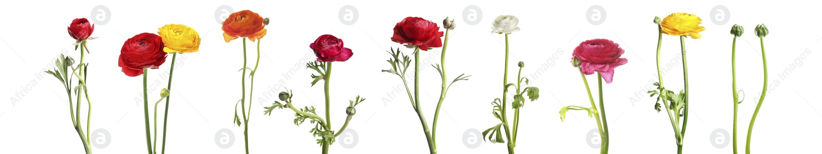 Image of Set with beautiful spring ranunculus flowers on white background. Banner design