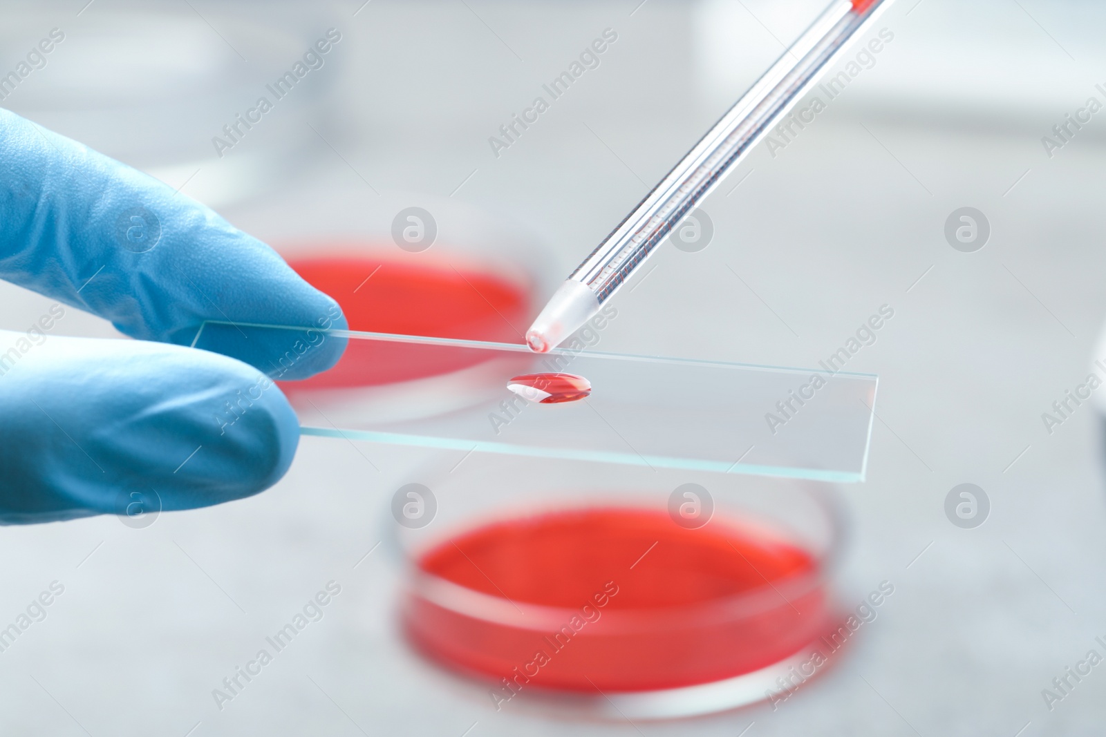 Photo of Scientist dripping sample of red liquid onto microscope slide in laboratory, closeup