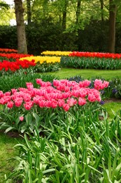 Photo of Park with variety of beautiful flowers. Spring season