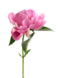 Photo of Beautiful fragrant peony flower on white  background