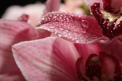 Closeup view of beautiful blooming flower with dew drops as background