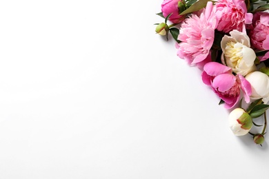 Fragrant peonies on white background. Beautiful spring flowers