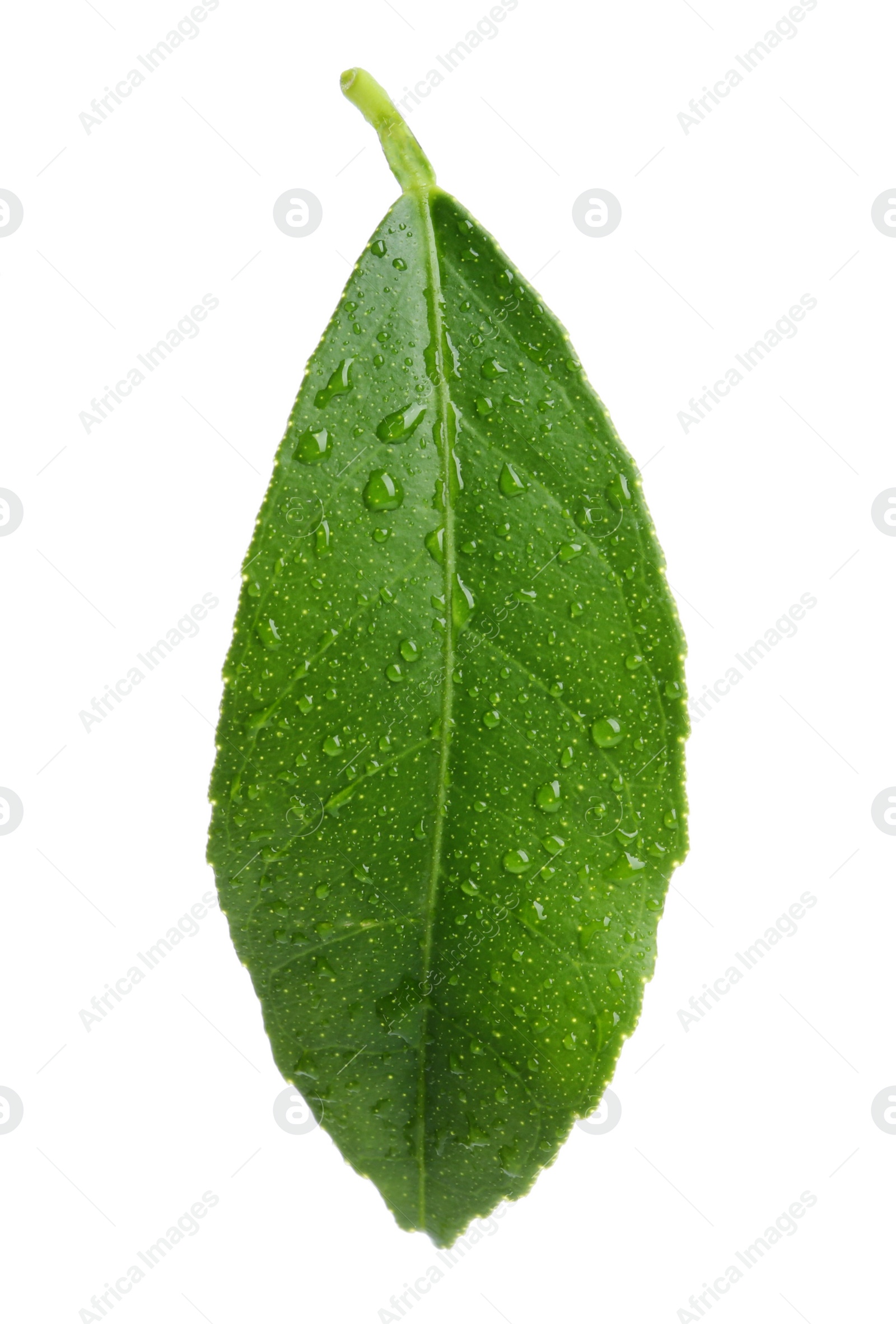 Photo of Fresh green citrus leaf with water drops on white background