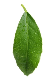 Photo of Fresh green citrus leaf with water drops on white background