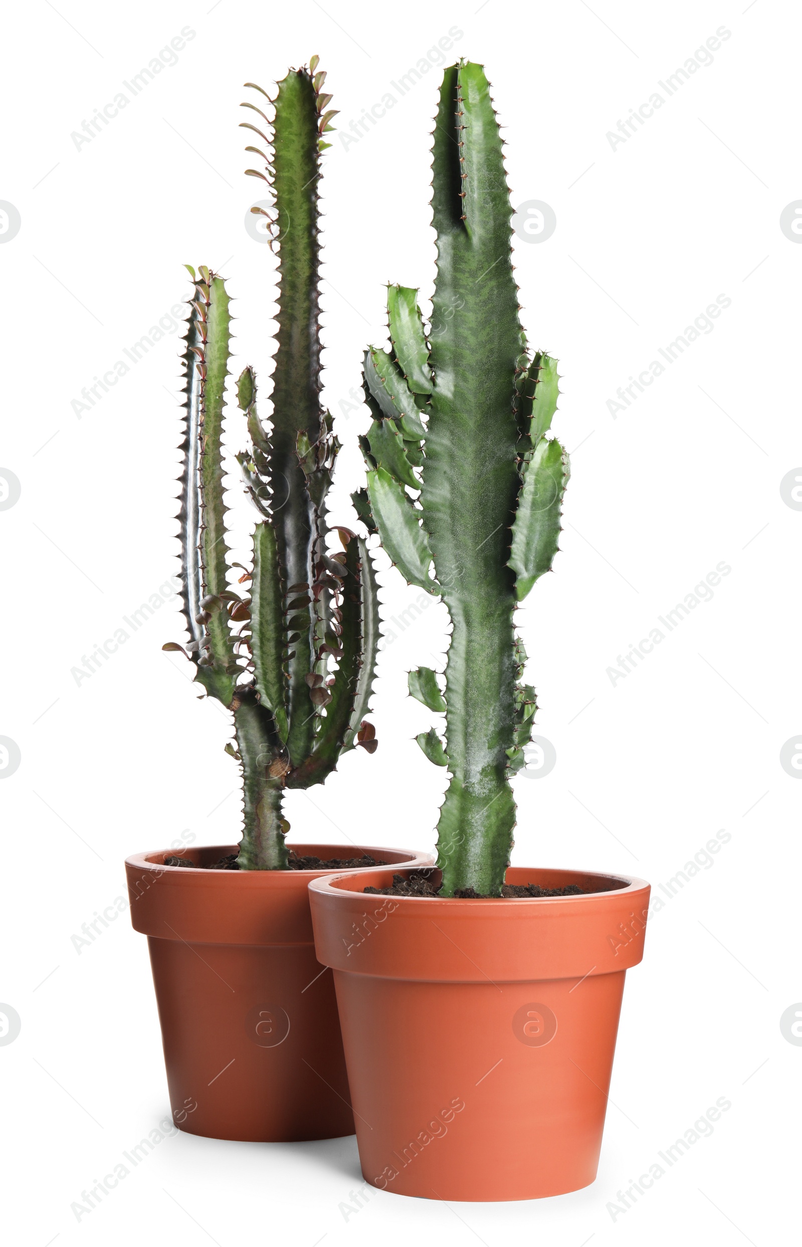 Photo of Beautiful cacti in pots on white background