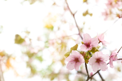 Beautiful blossoming tree branch on spring day