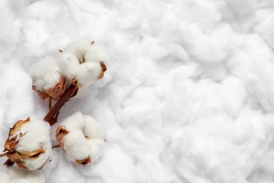 Photo of Dry cotton branch with flowers on white fluffy background, top view. Space for text