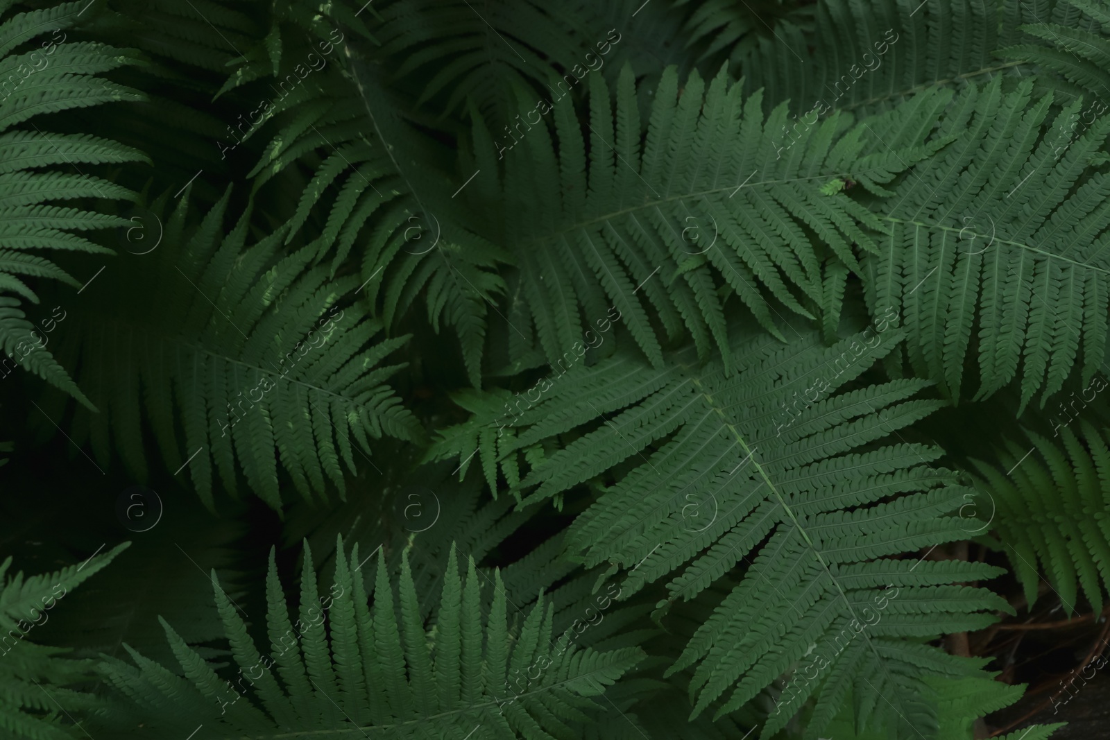 Photo of Beautiful fern with lush green leaves growing outdoors