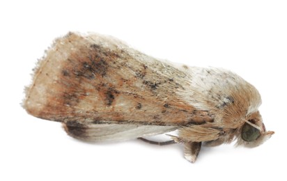 Photo of Single corn earworm moth isolated on white