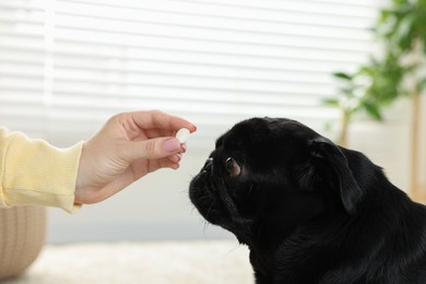 Photo of Woman giving pill to cute Pug dog in room, closeup