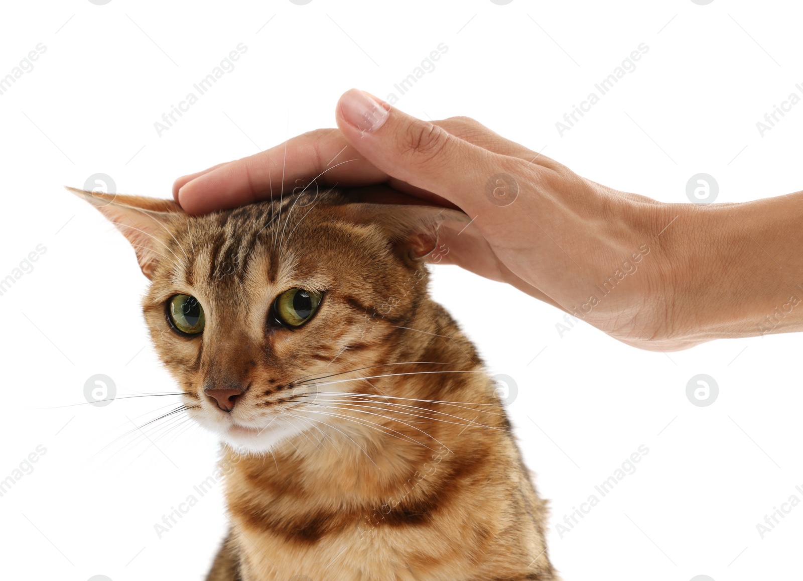 Photo of Woman petting cute Bengal cat on white background, closeup