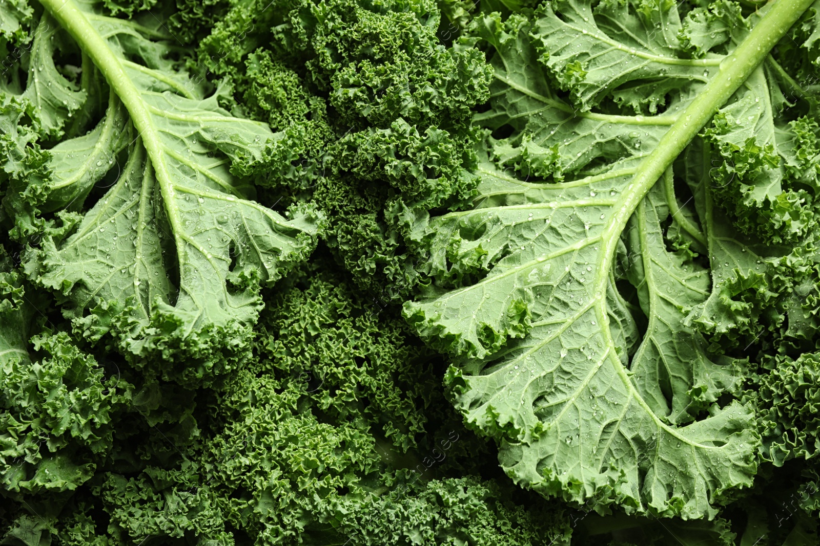 Photo of Fresh wet kale leaves as background, closeup