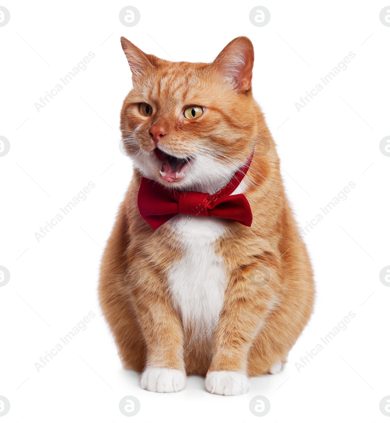 Photo of Cute cat with red bow tie isolated on white