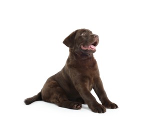 Photo of Cute chocolate Labrador Retriever puppy on white background