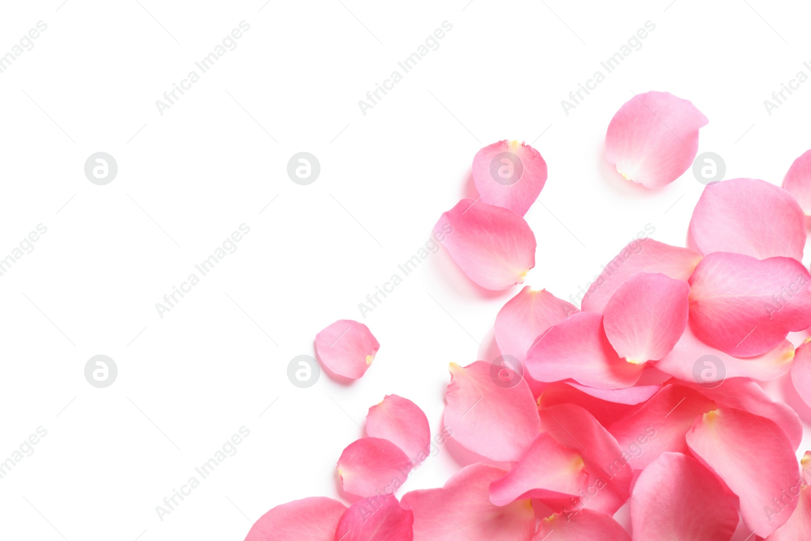 Photo of Fresh pink rose petals on white background, top view